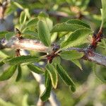 Prunus cocomilia पत्ता
