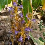 Orobanche ramosa Habit