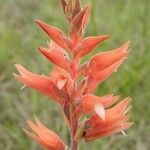 Sacoila lanceolata Flower