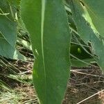 Cirsium monspessulanum पत्ता