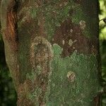 Aniba parviflora Кора