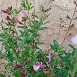 Salvia microphylla Leaf