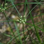 Cyperus luzulae Other