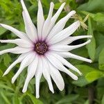 Dimorphotheca fruticosa Blomma