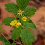 Chelidonium majus Floare