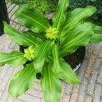 Eucomis autumnalis पत्ता