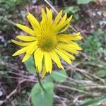 Doronicum columnae Λουλούδι