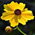 Coreopsis leavenworthii Flower