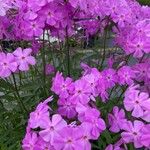 Phlox glaberrima ফুল