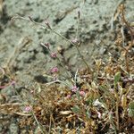 Eriogonum roseum Habitat