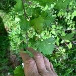 Crataegus rosiformis Leaf