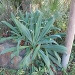 Beschorneria yuccoides Leaf