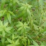 Aloysia citriodora Blad