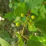 Frangula alnus Fruit