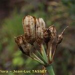 Pancratium canariense Vaisius