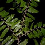 Casearia arborea Hábito