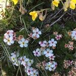 Androsace villosa 花