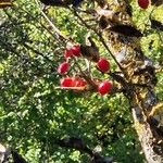 Cornus officinalis Otro