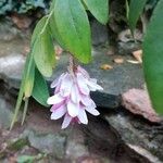 Indigofera decora Flor