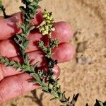 Heliotropium bacciferum Fruit