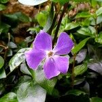 Vinca majorFlor