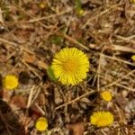 Tussilago farfaraBloem