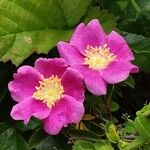 Rosa californica Fiore