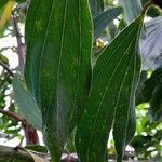 Acacia mangium Blad