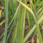 Allium sativum Leaf