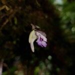Utricularia jamesoniana Žiedas