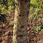 Picea polita Bark