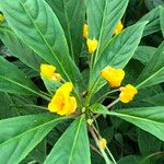 Impatiens auricoma Vekstform