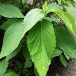 Hydrangea involucrata Blatt