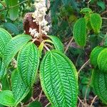 Miconia subseriata List