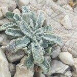 Salvia argentea Fuelha