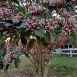 Clerodendrum quadriloculare পাতা