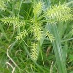 Cyperus hermaphroditus Blodyn