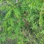Indigofera suffruticosa ഇല