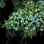Juniperus monosperma ഫലം