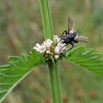 Lycopus europaeus Kukka