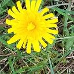 Taraxacum cucullatiforme 花