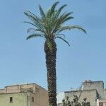 Phoenix canariensis Blatt