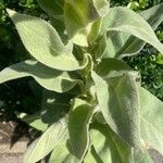 Verbascum thapsus Φύλλο