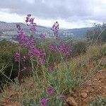 Moricandia moricandioides Flower