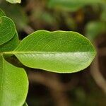 Geniostoma borbonicum Blatt