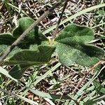 Vigna frutescens Leaf