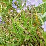 Veronica prostrata Blad