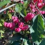 Euonymus europaeus果實