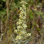 Artemisia douglasiana 花