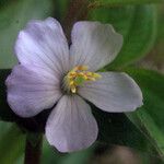 Heterotis decumbens 花